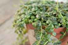 Load image into Gallery viewer, Peperomia Prostrata &#39;String of Turtles&#39; | 4&quot;
