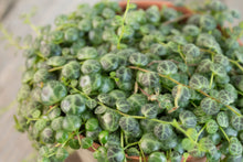 Load image into Gallery viewer, Peperomia Prostrata &#39;String of Turtles&#39; | 4&quot;
