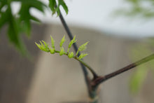 Load image into Gallery viewer, Ming Aralia | 4&quot;
