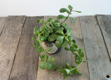 Load image into Gallery viewer, Senecio Jacobsenii &#39;Trailing Jade&#39; | 4&quot;
