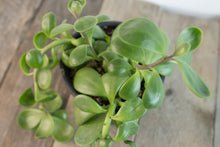 Load image into Gallery viewer, Senecio Jacobsenii &#39;Trailing Jade&#39; | 4&quot;

