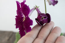 Load image into Gallery viewer, Streptocarpus &#39;Cape Primrose&#39; | 4&quot; sturdy plastic pot
