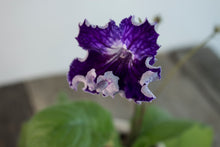 Load image into Gallery viewer, Streptocarpus &#39;Cape Primrose&#39; | 4&quot; sturdy plastic pot
