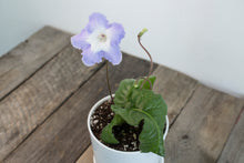 Load image into Gallery viewer, Streptocarpus &#39;Cape Primrose&#39; | 4&quot; sturdy plastic pot
