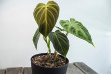 Load image into Gallery viewer, COMBO POT Philodendron Splendid &amp; Philodendron Verrucosum |6&quot;
