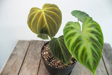 Load image into Gallery viewer, COMBO POT Philodendron Splendid &amp; Philodendron Verrucosum |6&quot;
