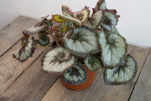 Load image into Gallery viewer, Rex Begonia &#39;Escargot&#39; | 4.5&quot;
