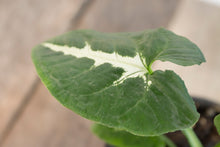 Load image into Gallery viewer, Syngonium Wendlandii | 4&quot;
