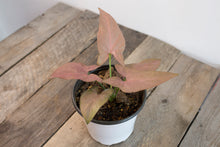 Load image into Gallery viewer, Syngonium Podophyllum &#39;Pink Perfection&#39; | 4&quot;
