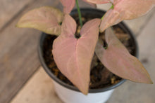 Load image into Gallery viewer, Syngonium Podophyllum &#39;Pink Perfection&#39; | 4&quot;
