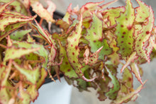Load image into Gallery viewer, Begonia Amphioxus | 4.5&quot;
