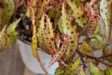 Load image into Gallery viewer, Begonia Amphioxus | 4.5&quot;
