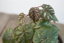 Load image into Gallery viewer, Cissus Discolor &#39;Rex Begonia Vine&#39; | 5&quot;
