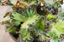 Load image into Gallery viewer, Rex Begonia &#39;Chantilly Lace&#39; | 4.5&quot;
