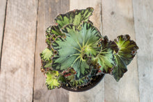 Load image into Gallery viewer, Rex Begonia &#39;Chantilly Lace&#39; | 4.5&quot;
