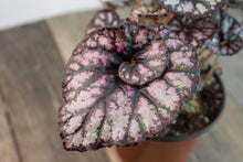 Load image into Gallery viewer, Rex Begonia &#39;Cumbia&#39; | 4.5&quot;
