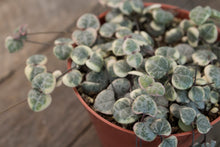 Load image into Gallery viewer, Ceropegia Woodii | String of Hearts Variegated | 4&quot; pot
