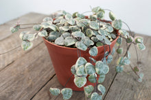 Load image into Gallery viewer, Ceropegia Woodii | String of Hearts Variegated | 4&quot; pot

