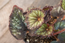 Load image into Gallery viewer, Rex Begonia Jurassic Dino &#39;Black Sky&#39; | 4.5&quot;
