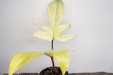Load image into Gallery viewer, Philodendron Florida Ghost &#39;Mint&#39; | 4&quot;
