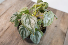 Load image into Gallery viewer, Philodendron Brandtianum | 4&quot;
