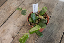Load image into Gallery viewer, Hoya Rotundiflora | 3&quot;
