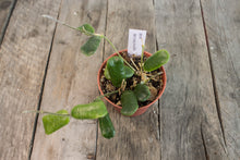 Load image into Gallery viewer, Hoya Rotundiflora | 3&quot;
