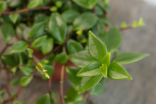 Load image into Gallery viewer, Peperomia Trinervula | 4&quot;
