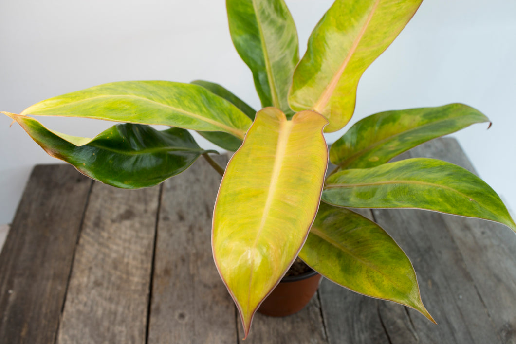 Philodendron 'Calkins Gold' | 4