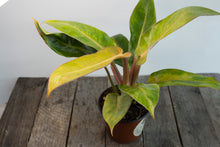 Load image into Gallery viewer, Philodendron &#39;Calkins Gold&#39; | 4&quot;
