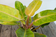 Load image into Gallery viewer, Philodendron &#39;Calkins Gold&#39; | 4&quot;
