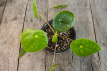Load image into Gallery viewer, Pilea Peperomioides | 4&quot;
