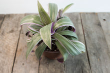 Load image into Gallery viewer, Tradescantia Spathacea &quot;Oyster Lily&quot; &quot;Rhoeo&quot; | 5&quot;

