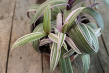 Load image into Gallery viewer, Tradescantia Spathacea &quot;Oyster Lily&quot; &quot;Rhoeo&quot; | 5&quot;
