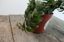 Load image into Gallery viewer, Aeschynanthus Radicans &#39;Curly Lipstick Plant&#39; | 5&quot;
