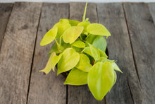 Load image into Gallery viewer, Philodendron Hederaceum &#39;Neon&#39; | 4.5&quot;
