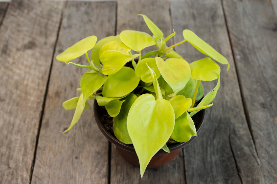 Philodendron Hederaceum 'Neon' | 4.5