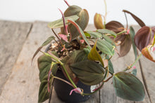 Load image into Gallery viewer, Philodendron Micans | 4&quot;
