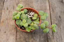 Load image into Gallery viewer, Peperomia Hope | 4&quot;
