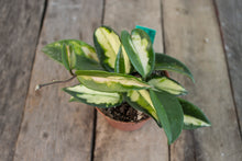 Load image into Gallery viewer, Hoya Carnosa Tricolour &#39;Crimson Princess&#39; | 3&quot;
