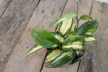 Load image into Gallery viewer, Hoya Carnosa Tricolour &#39;Crimson Princess&#39; | 3&quot;
