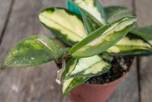 Load image into Gallery viewer, Hoya Carnosa Tricolour &#39;Crimson Princess&#39; | 3&quot;
