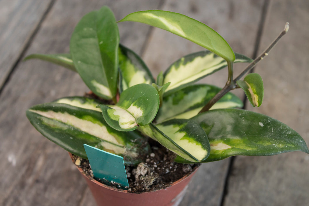 Hoya Carnosa Tricolour 'Crimson Princess' | 3