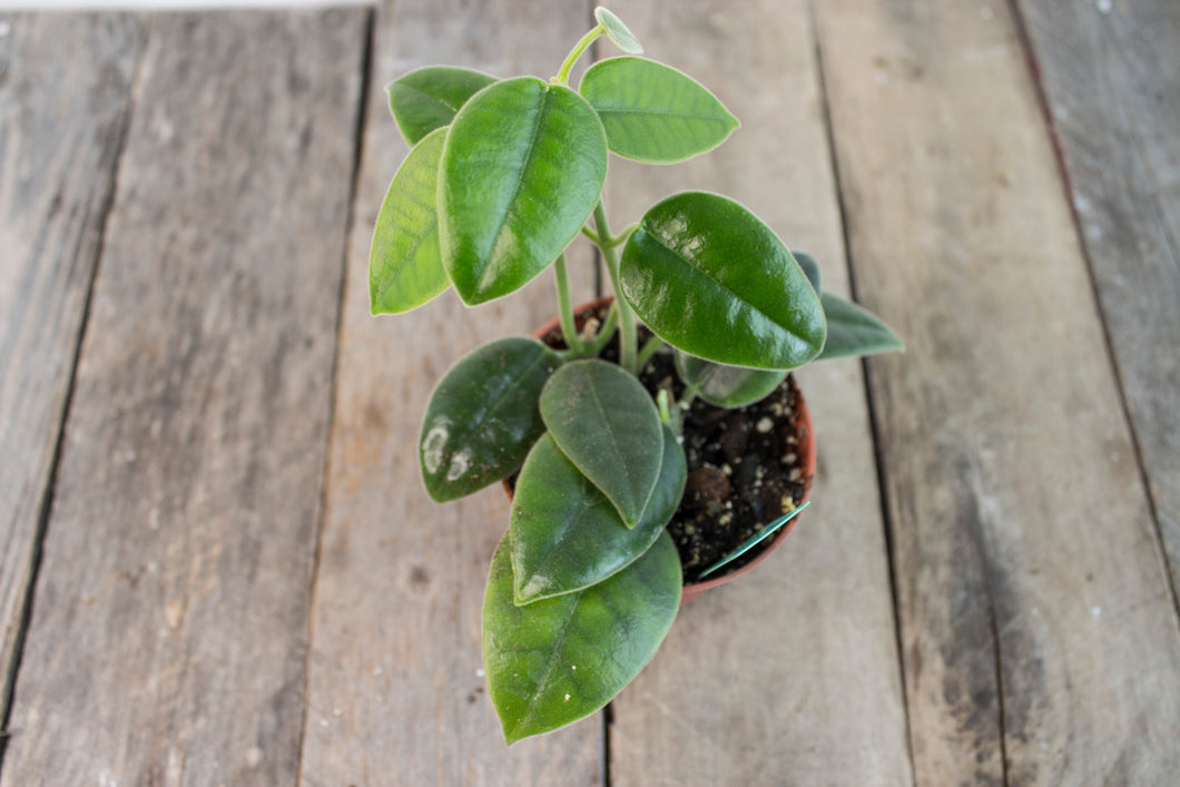 Hoya Ciliata | 3