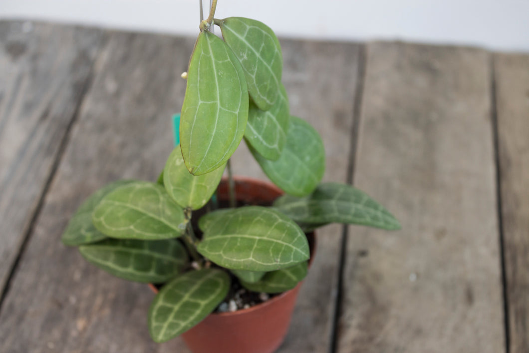 Hoya Elliptica | 3