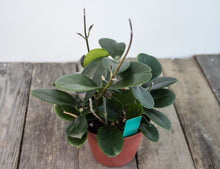 Load image into Gallery viewer, Hoya Australis &#39;Reddish&#39; | 4&quot;
