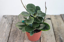 Load image into Gallery viewer, Hoya Australis &#39;Reddish&#39; | 4&quot;
