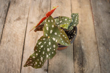 Load image into Gallery viewer, Begonia Maculata &#39;Polkadot&#39; | 4&quot;
