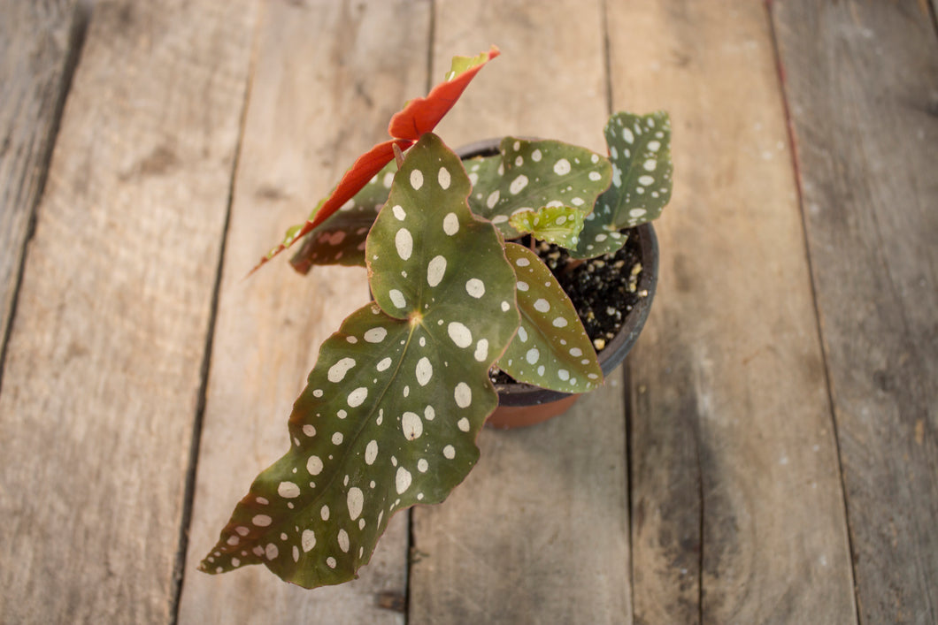 Begonia Maculata 'Polkadot' | 4