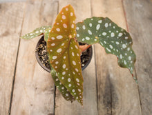 Load image into Gallery viewer, Begonia Maculata &#39;Polkadot&#39; | 4&quot;
